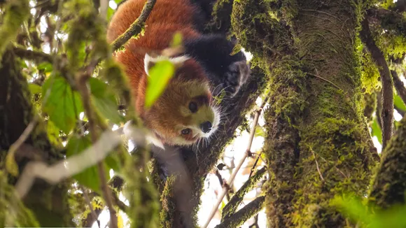 Red Panda