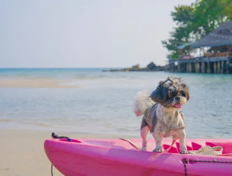 Pets vacation