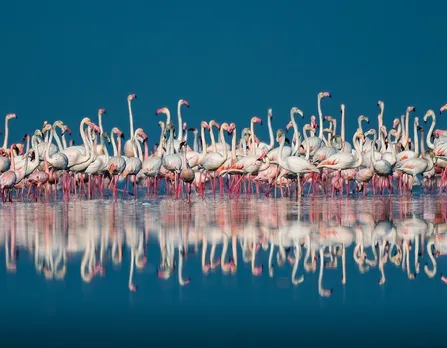 Sambhar Mahotsav 2025 to Be Held from December 27 to 31 at Sambhar Salt Lake