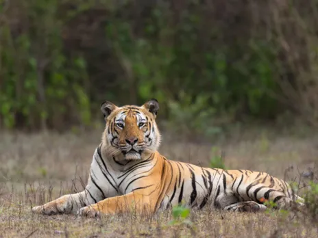 Bandipur National Park