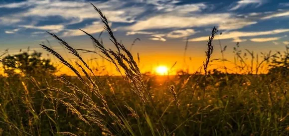 Everything you need to know about the Microsoft supporting the agritech start-ups in India