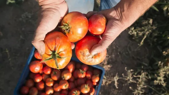 tomato