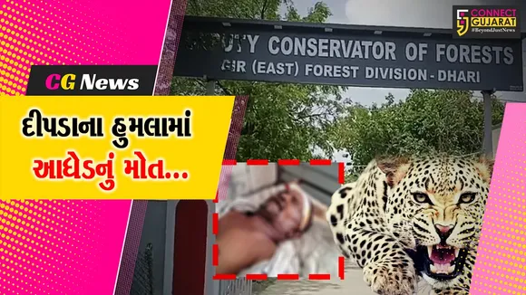 leopard Attack Amreli