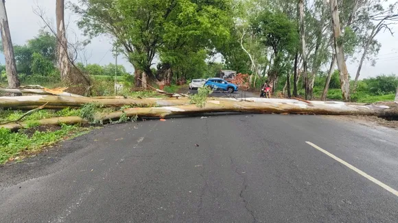 Tree Collapse