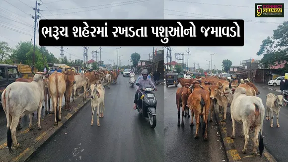 cow Stray