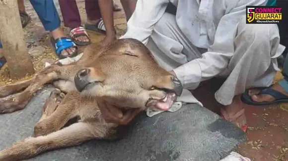 cow gives Calf
