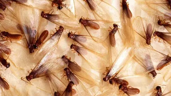 insects