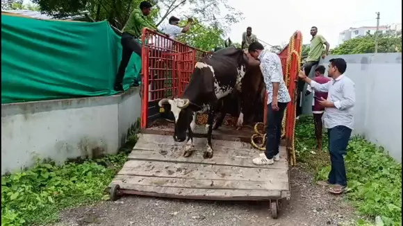 stray cattlessss