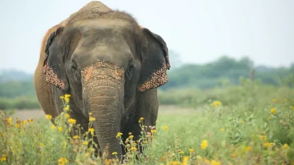 elephant