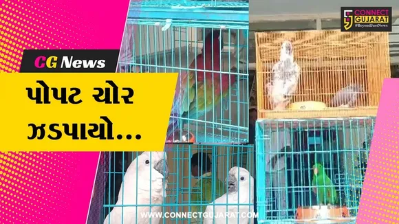 Parrot Theft