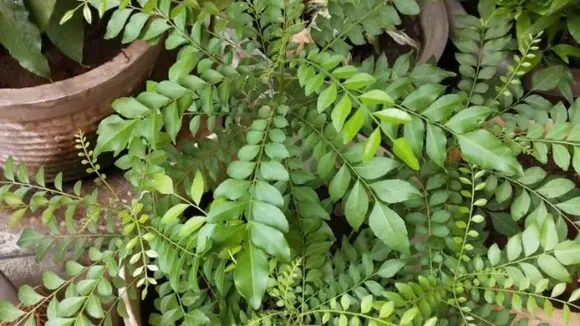 curry leaves
