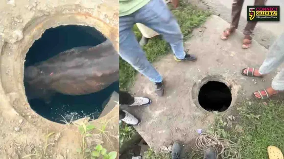 cow rescue
