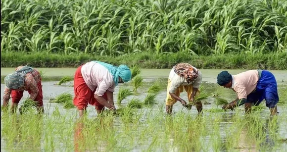 farmar