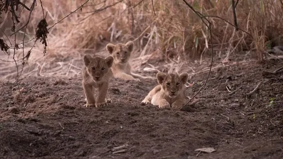 lion
