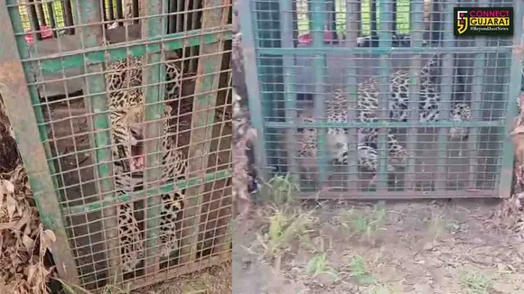 leopard