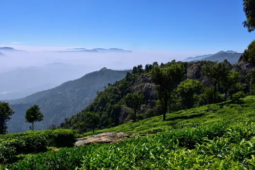nilgiri