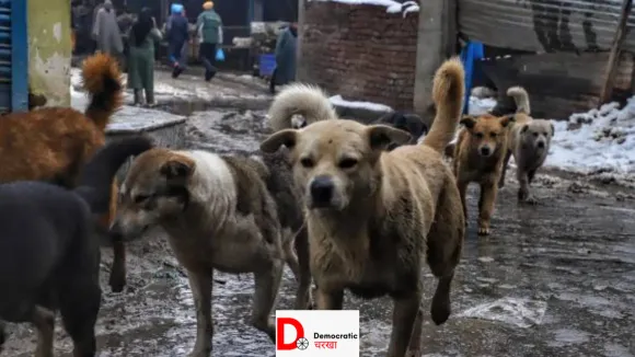 क्या बिहार की सड़कों पर सुरक्षित है इंसान? राज्य में 200 गुना बढ़े कुत्ते के काटने के मामले