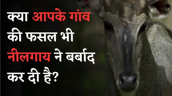 सुपौल: नीलगाय का आतंक