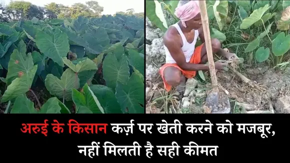 अरुई के किसानों का दर्द, लागत के मुकाबले कीमत नहीं