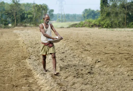 सुखाड़ और यूरिया की कमी के कारण किसानों ने धान की उम्मीद छोड़ी