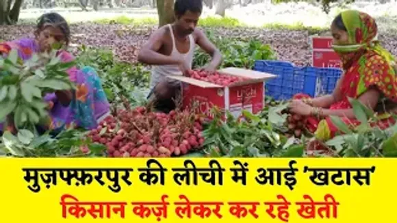 मुज़फ्फ़रपुर के लीची किसानों को हो रहा नुकसान, सरकार की ओर से नहीं मिली मदद