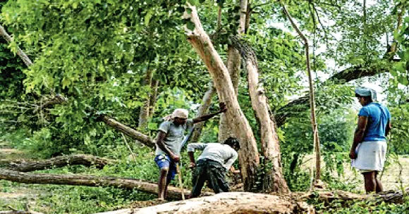 पेड़ों को ट्रांसप्लांट कर दूसरे जगह लगाना असफ़ल, अधिकांश पेड़ सूखे