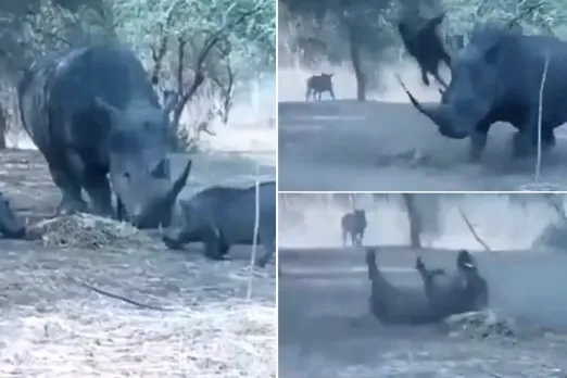 Animal Video