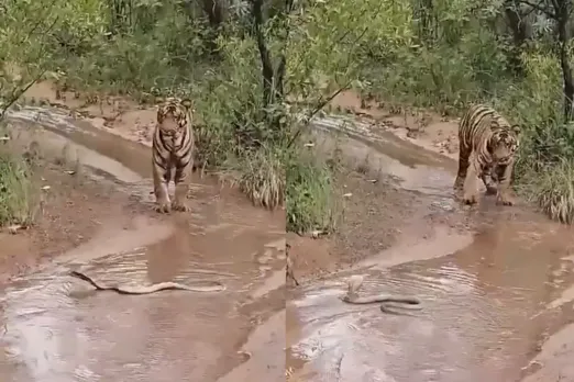 Animal Video