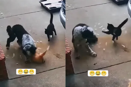 Animal Video