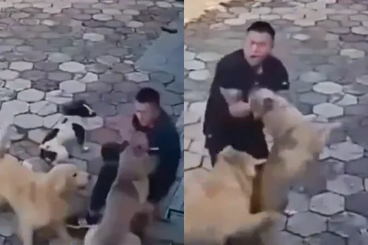 Animal Video