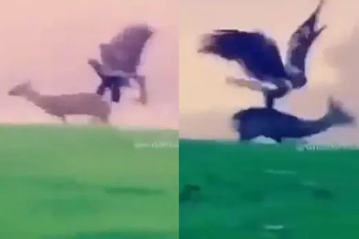 Animal Video