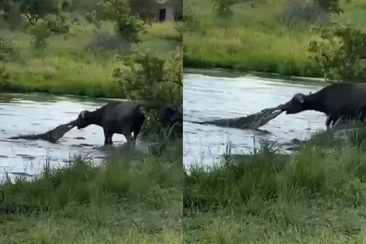 Animal Video
