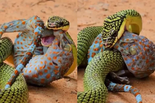 Animal Video