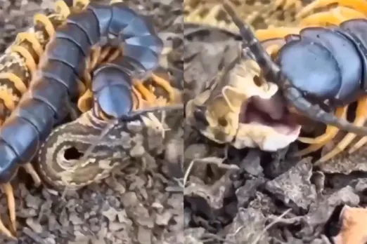 Animal Video