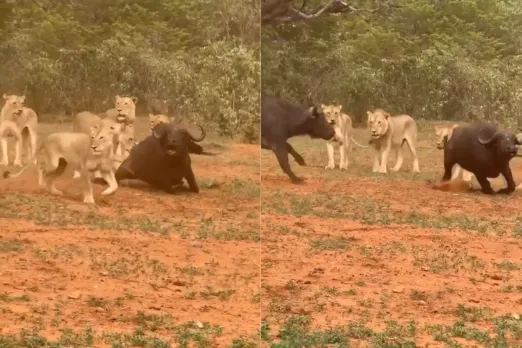 Animal Video