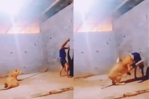 Animal Video