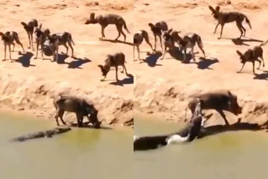 Animal Video