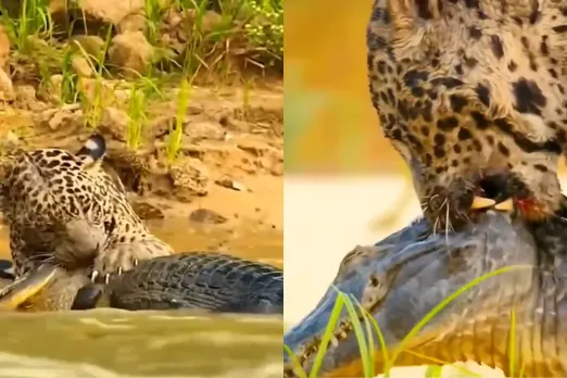 Animal Video