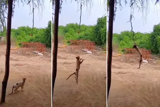 Viral Video