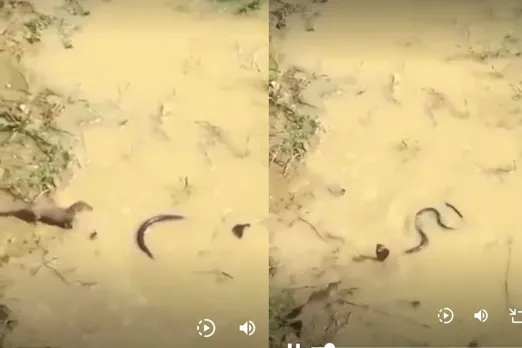 Viral video