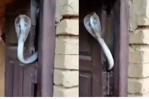 snake viral video