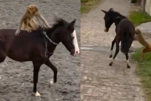monkey enjoying horse riding