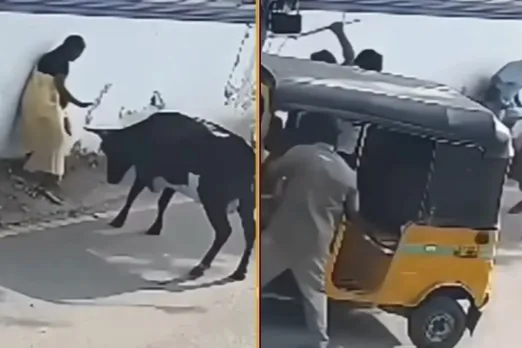 Mother saving her child from bull