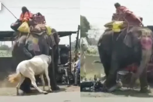 Horse fighting with elephant on the road