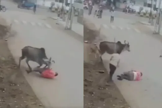 Viral Video: Brutal! Bull Attacks Man Ferociously, Tosses And Drags Him On The Road, Netizen Says 'Bully'