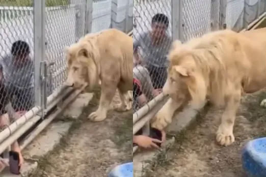 Lion politely asks visitors to obey the rules