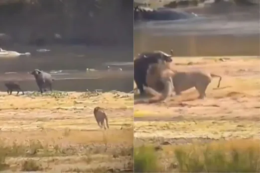 Buffalo fighting against lion