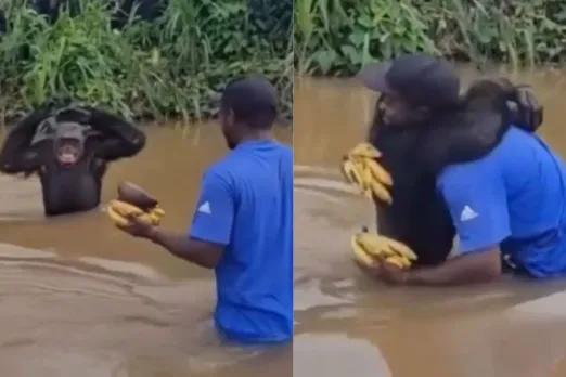Chimps hugging his caretaker after years