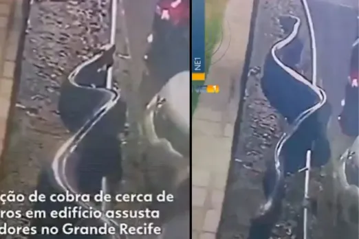 26-foot snake appearing near parking lot in Candeias