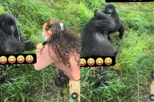 Gorilla taking interest in female tourist